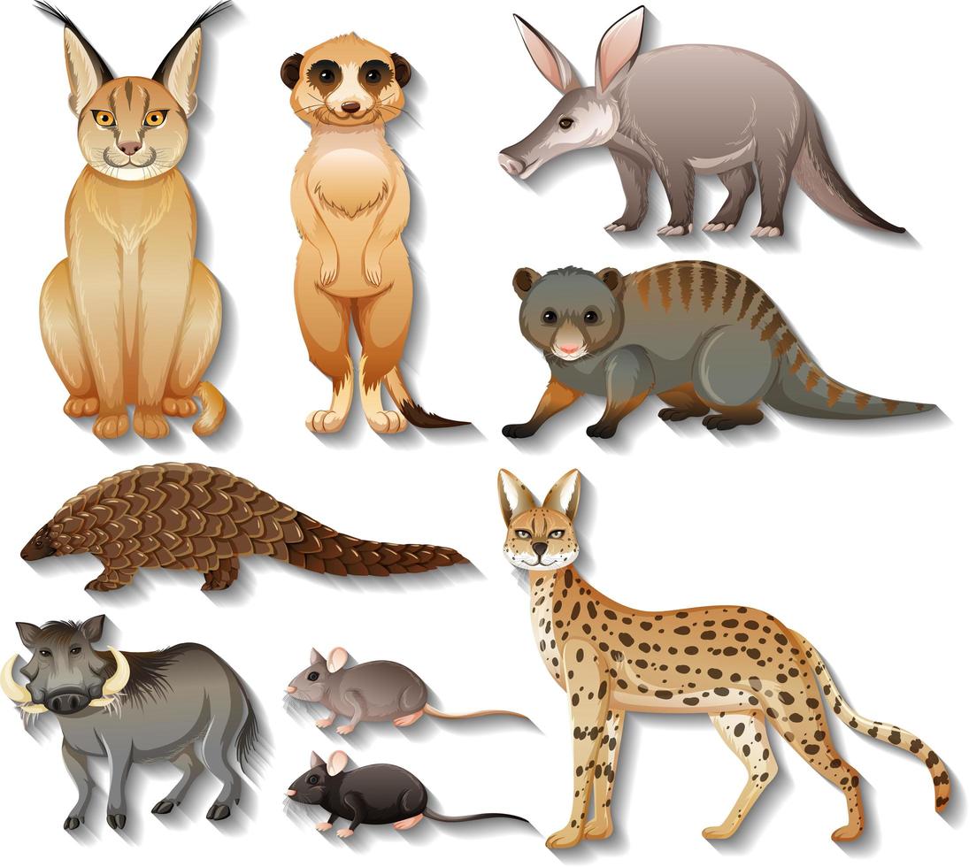 Conjunto de animales africanos salvajes aislados sobre fondo blanco. vector