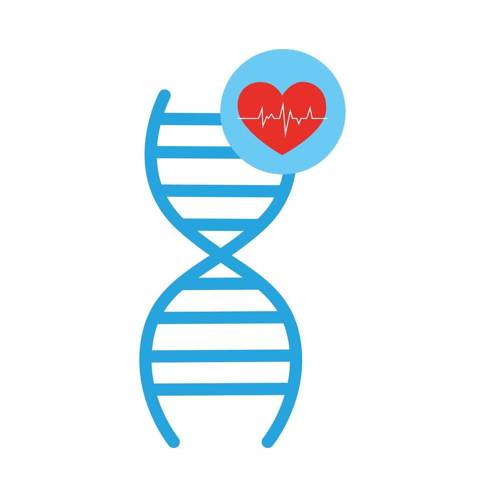 estructura del ácido desoxirribonucleico y corazón vector