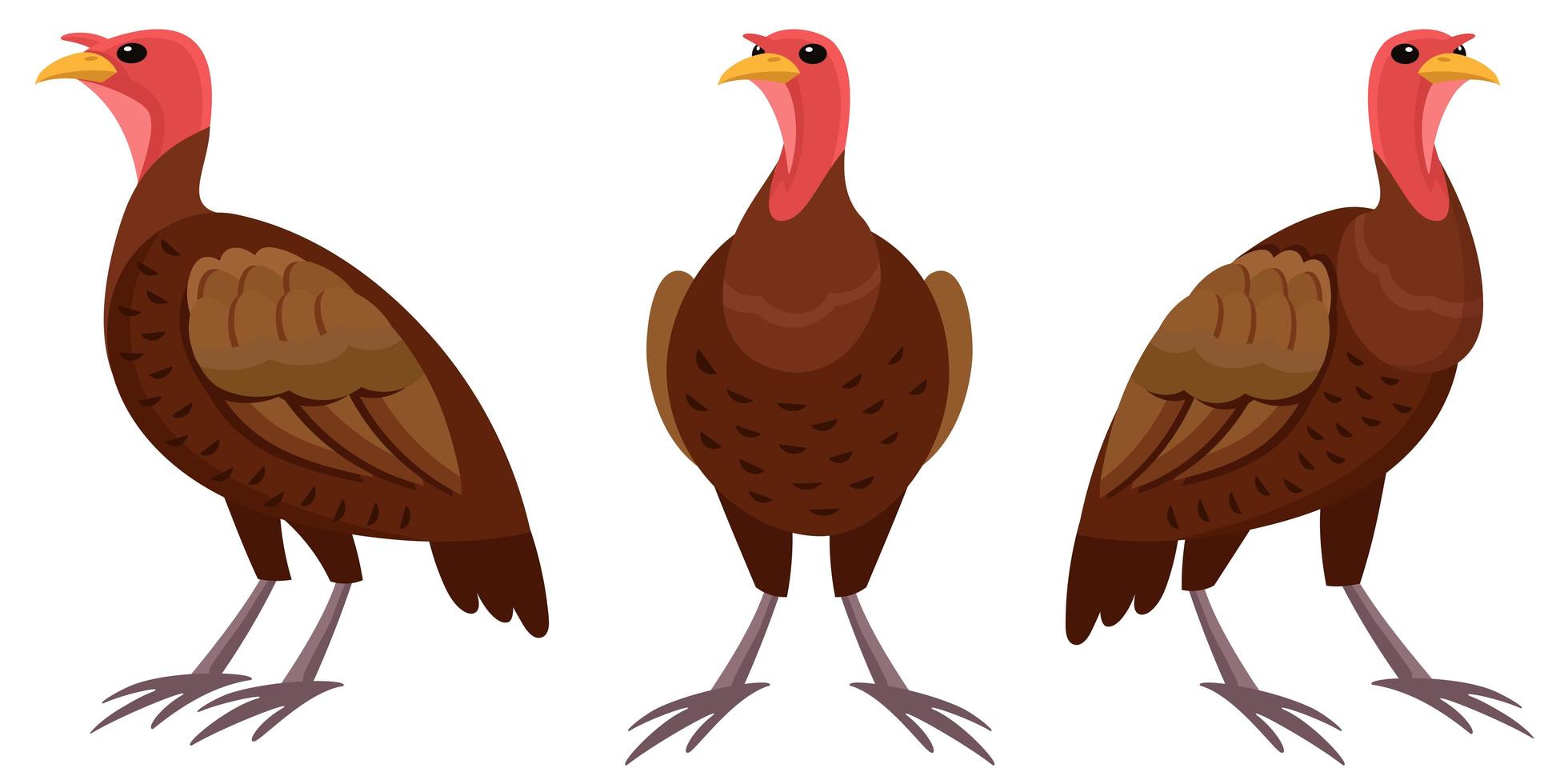 Turkey in different poses. vector