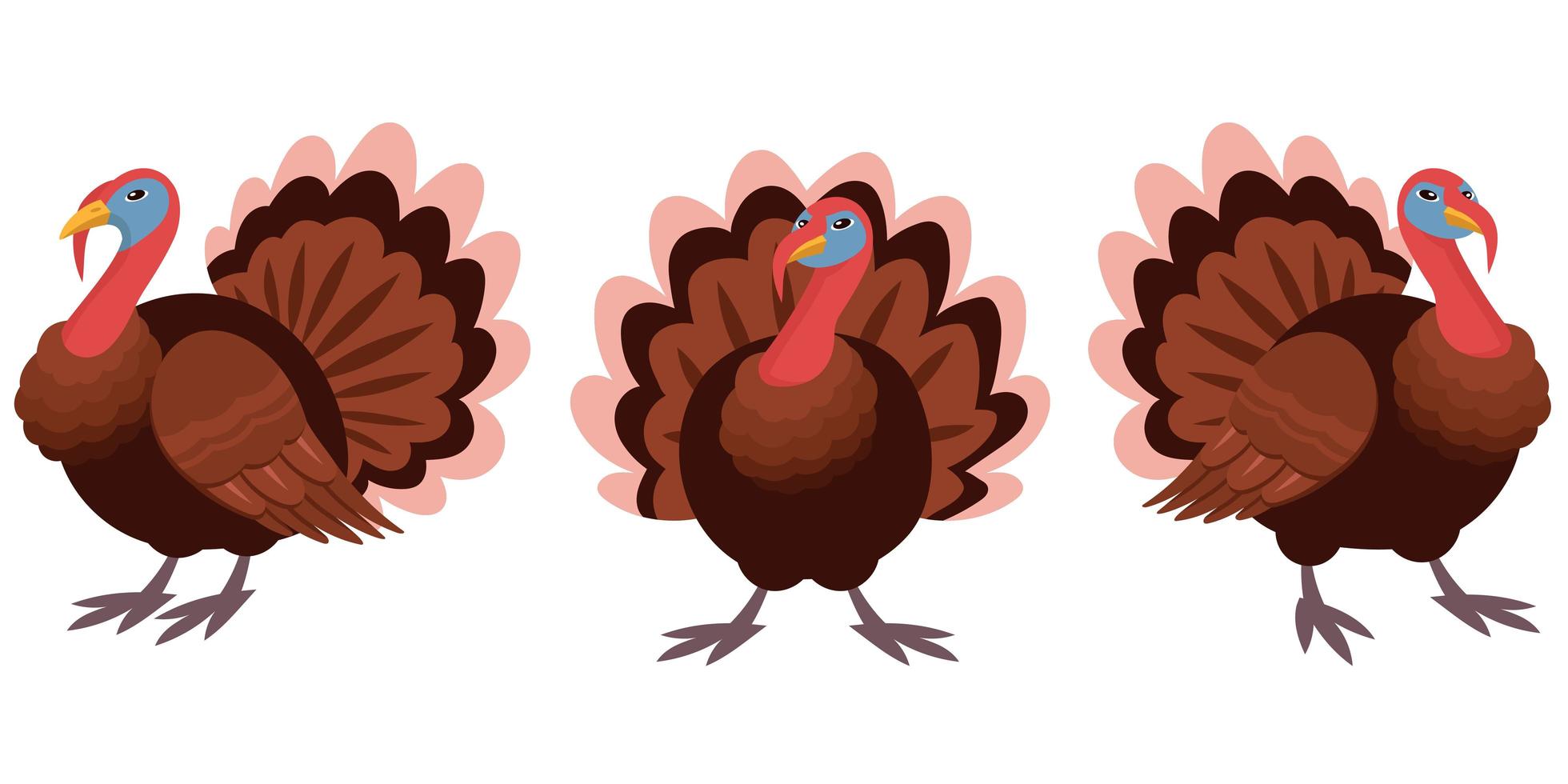 Gobbler in different poses. vector