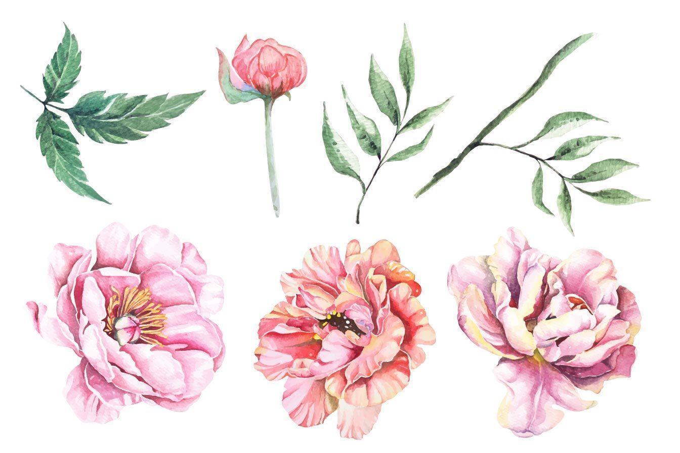 Peony painted watercolor set vector
