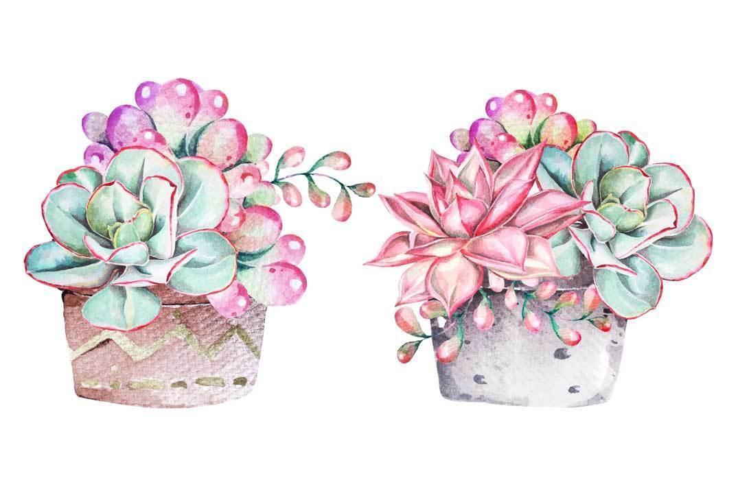 Watercolor succulents set vector