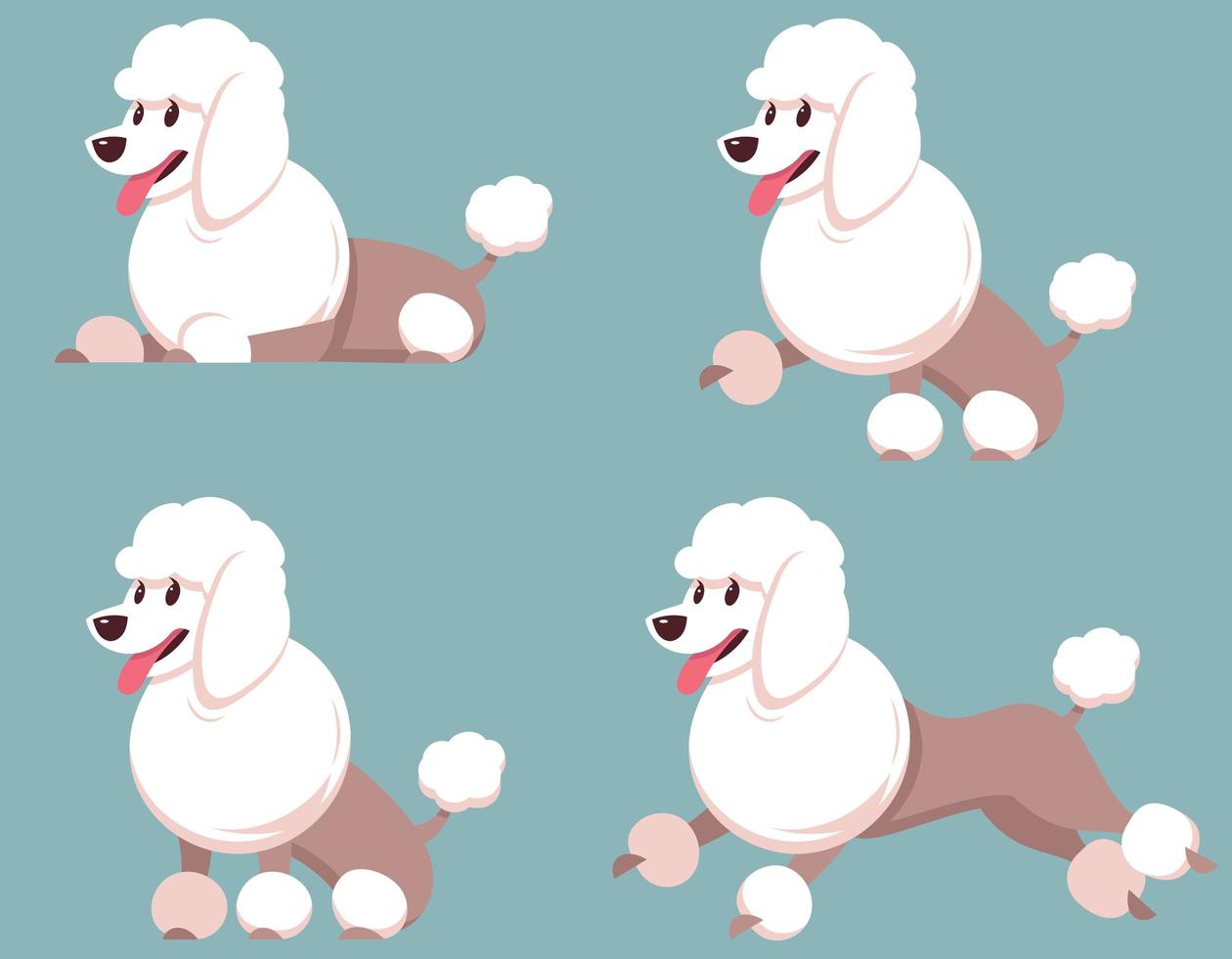 Poodle in different poses. vector