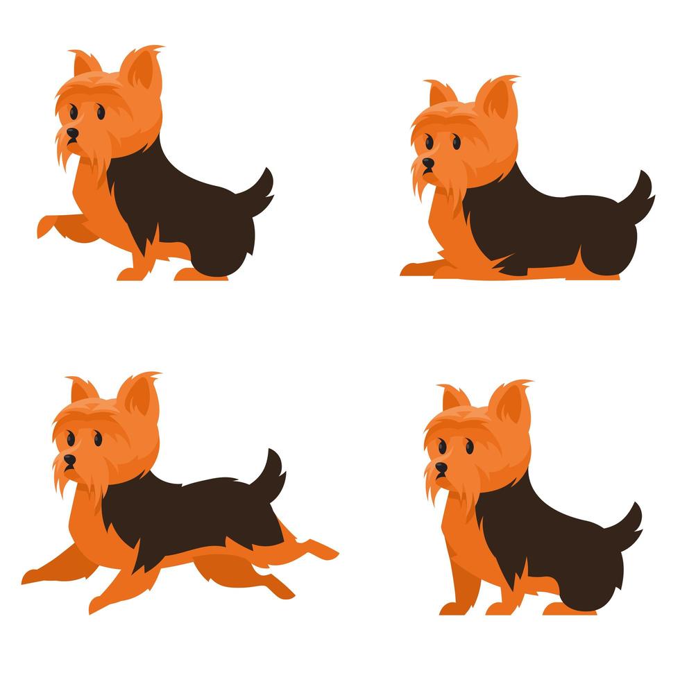 Yorkshire terrier in different poses. vector