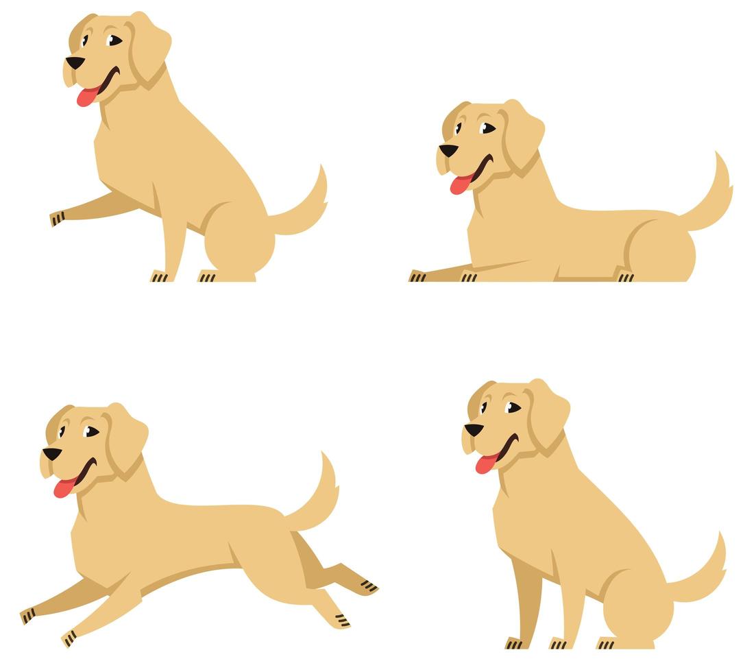 Labrador in different poses. vector