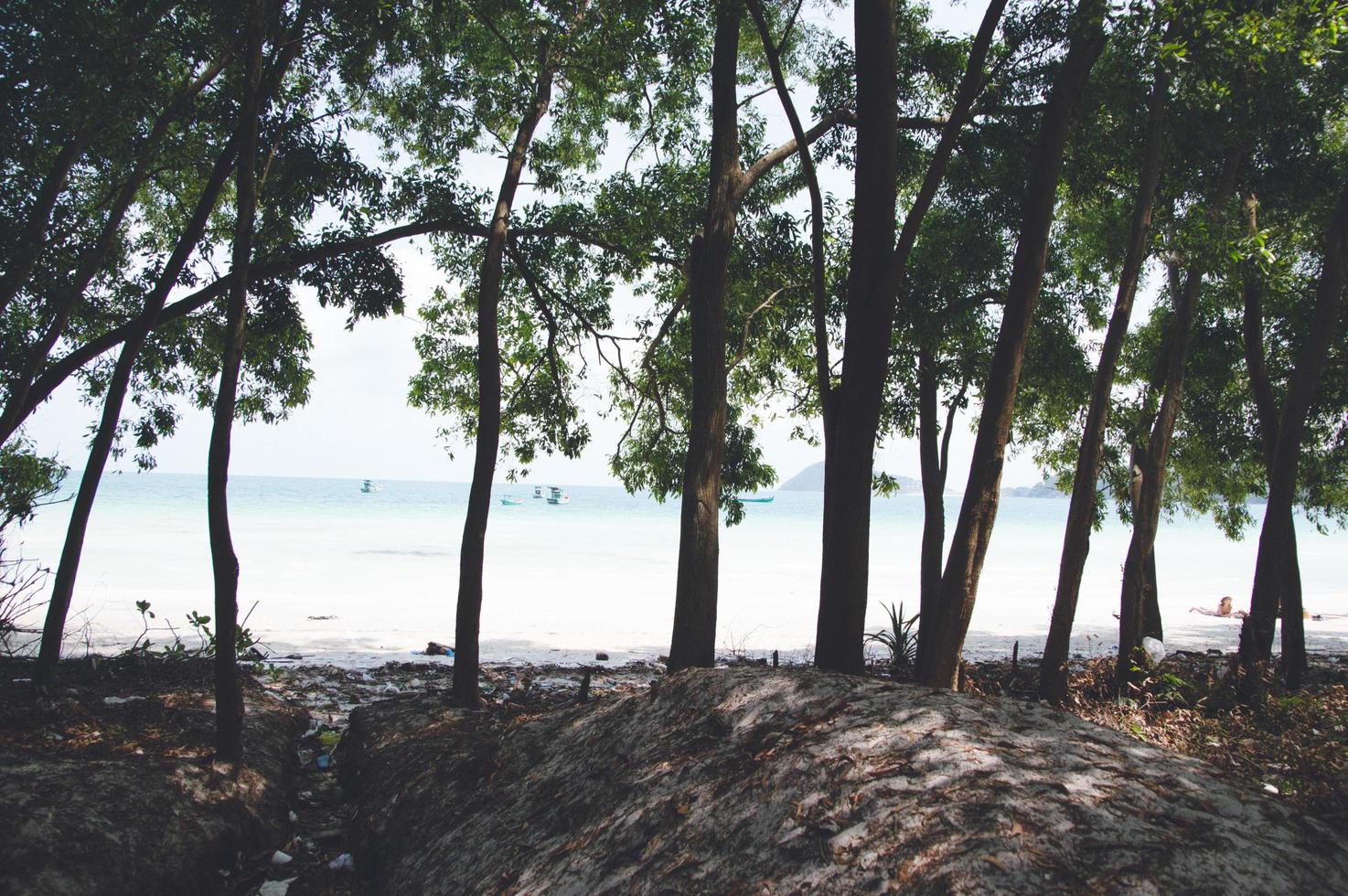 Vietnam beach paradise palms photo