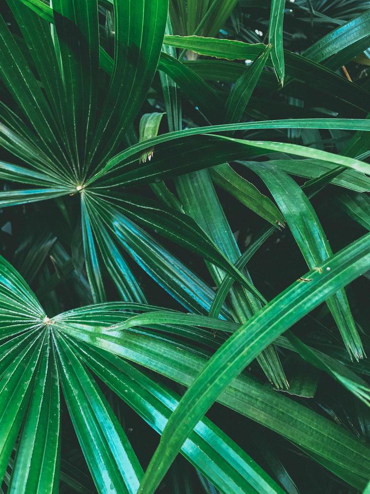 Vegetación verde en un jardín tropical. foto