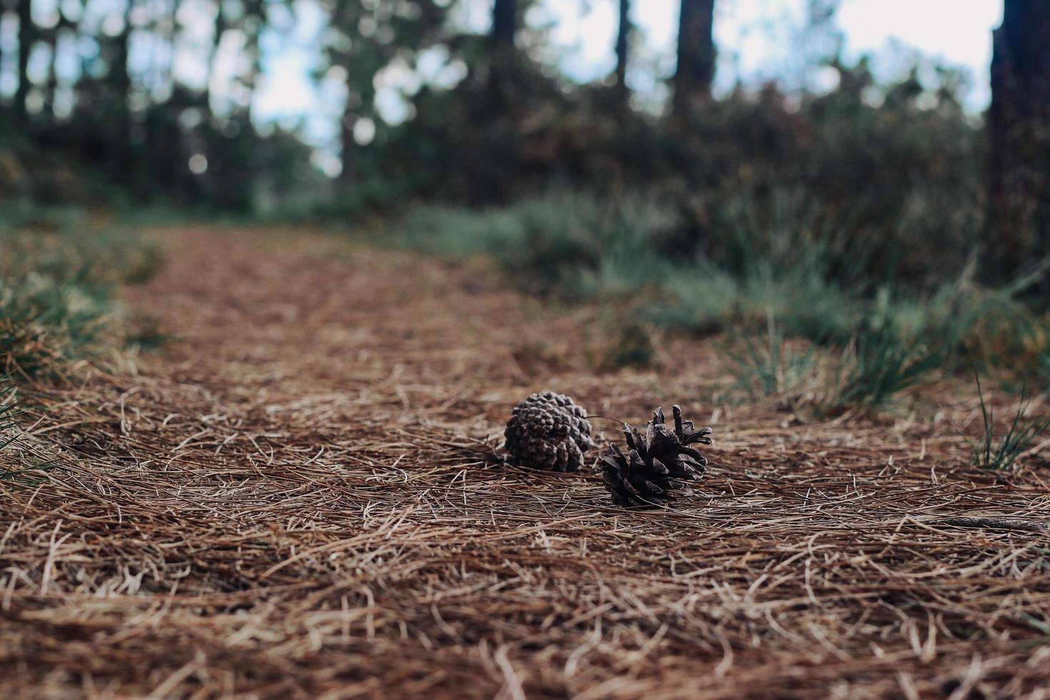 Pine seeds on the road surface photo