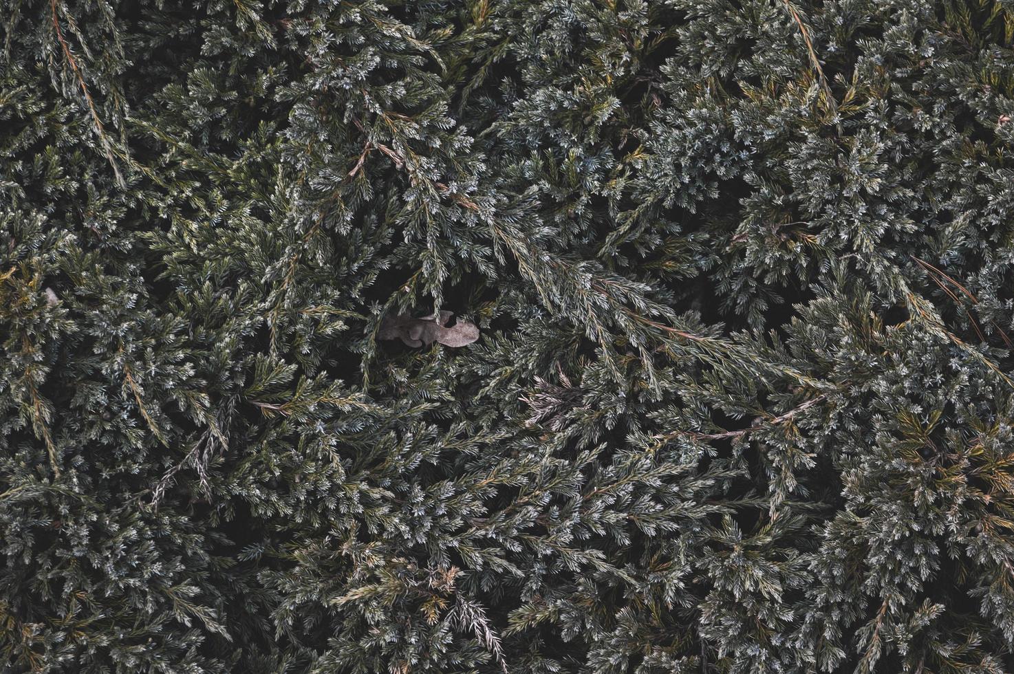 Pine tree branches photo