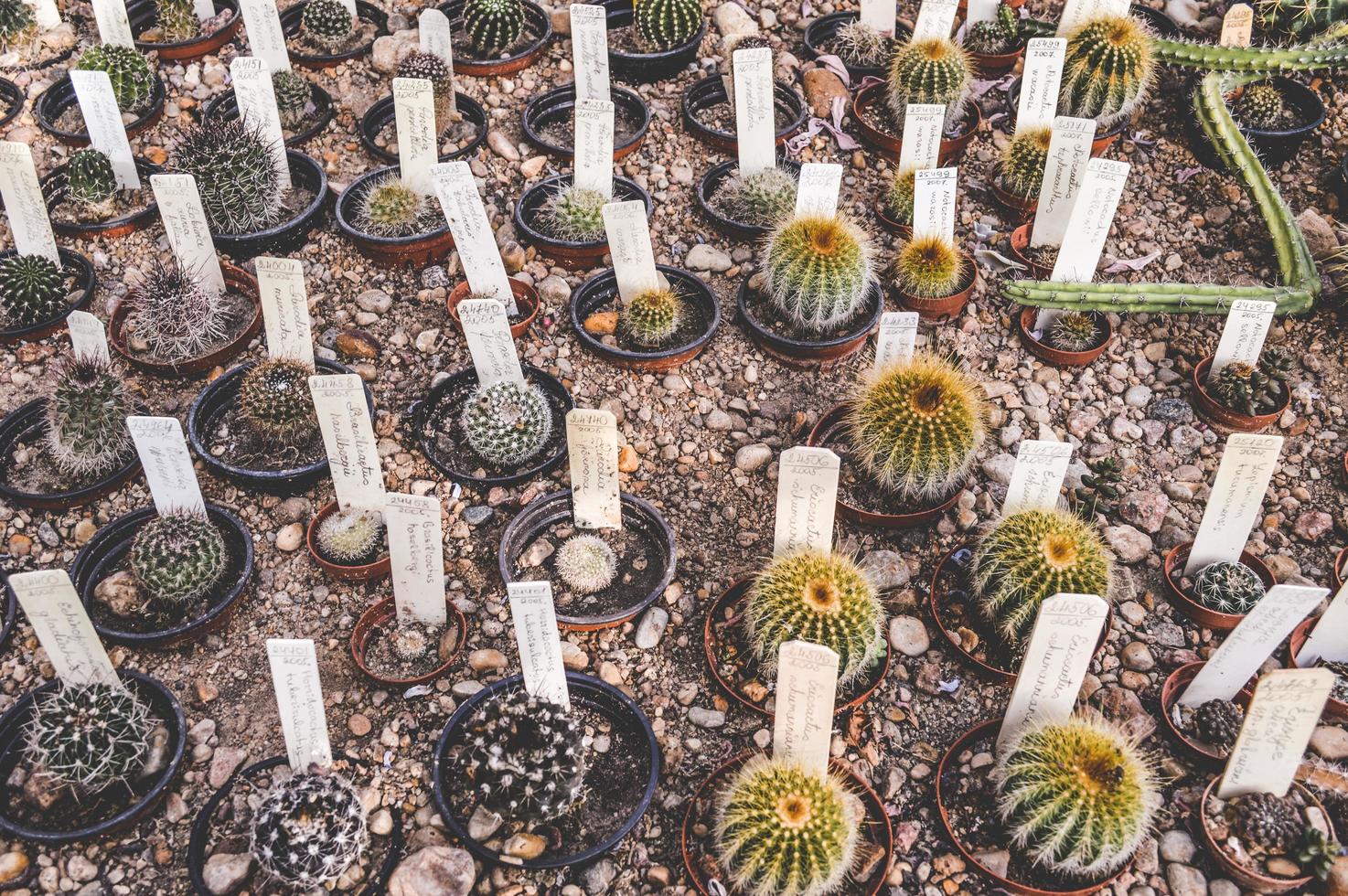 Botanical garden flower cactus photo