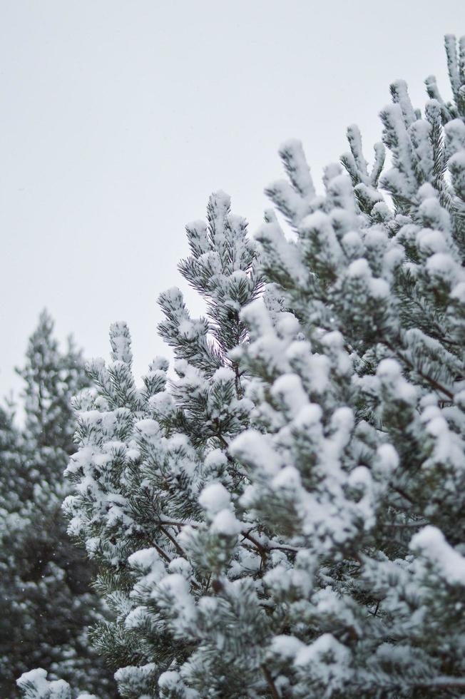 pino cubierto de nieve foto