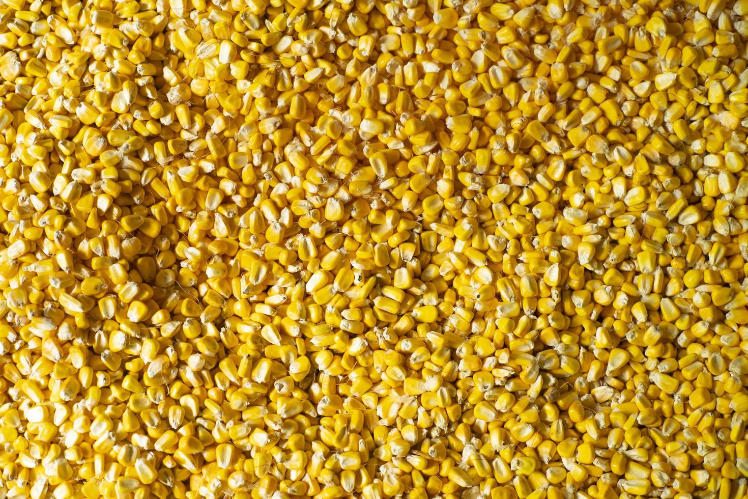Creole corn texture photo