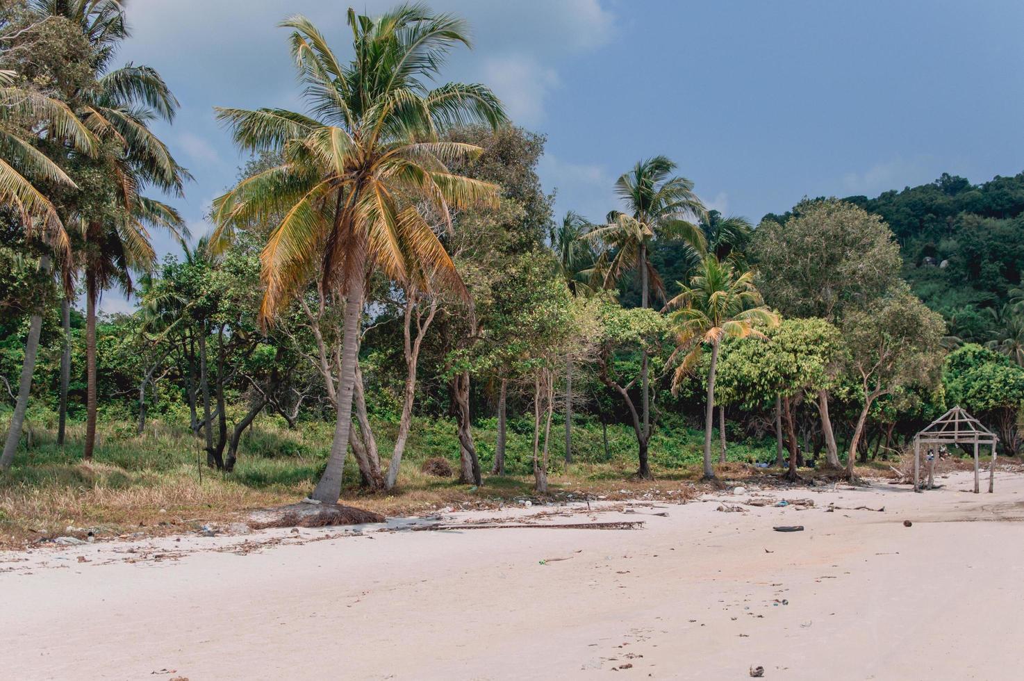 palmeras del paraíso de la playa de vietnam foto