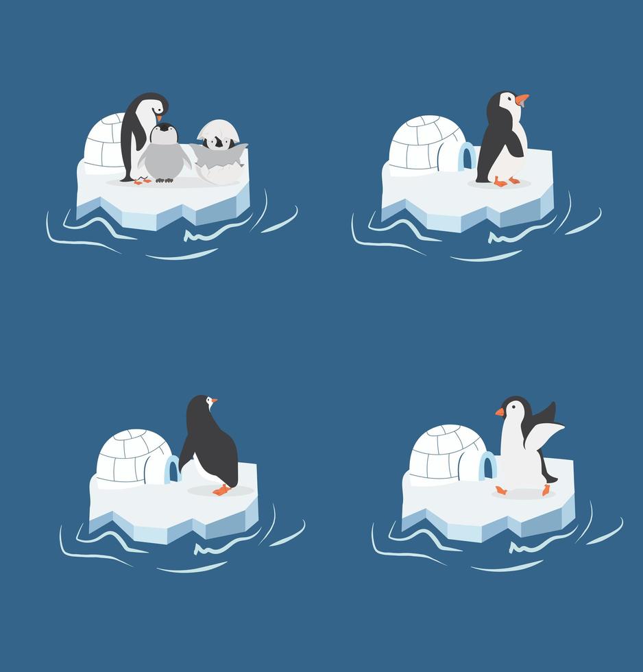 penguins on a piece of ice floe vector