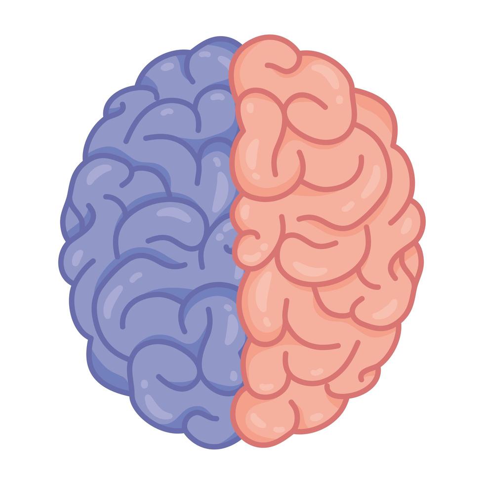 cerebro humano, símbolo de la salud mental vector