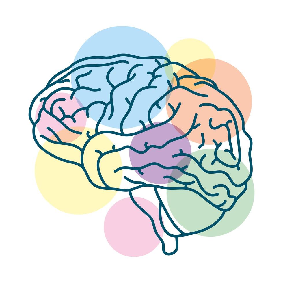 cerebro humano con círculos de colores vector