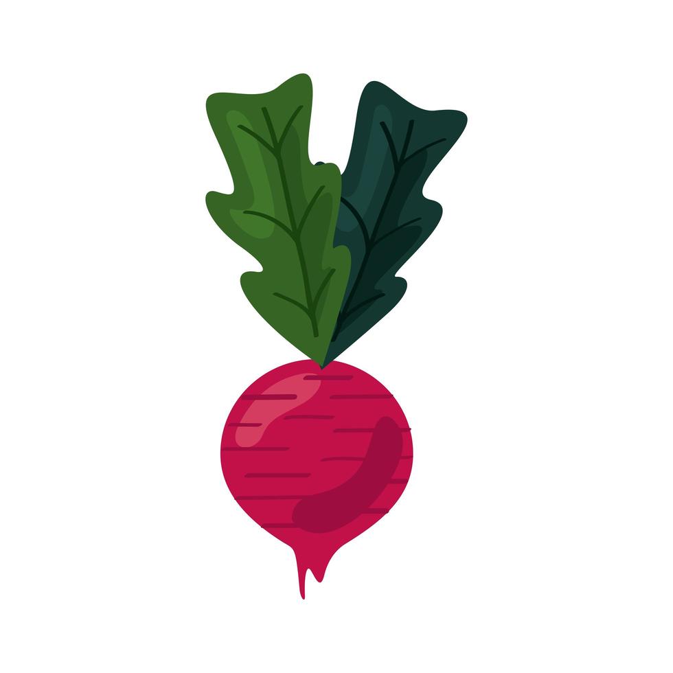fresh beet vegetable healthy food icon vector