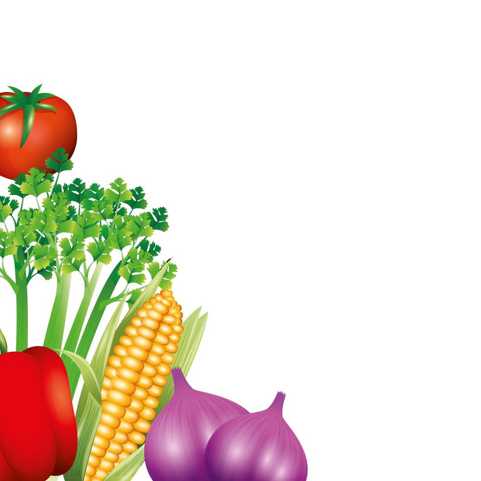 celery tomato pepper corn and garlic vector design