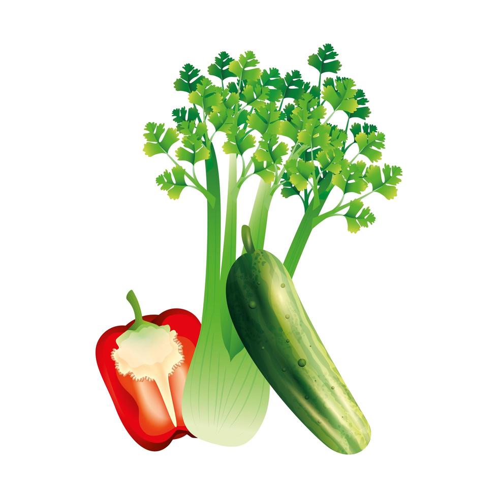 celery cucumber and pepper vegetable vector design