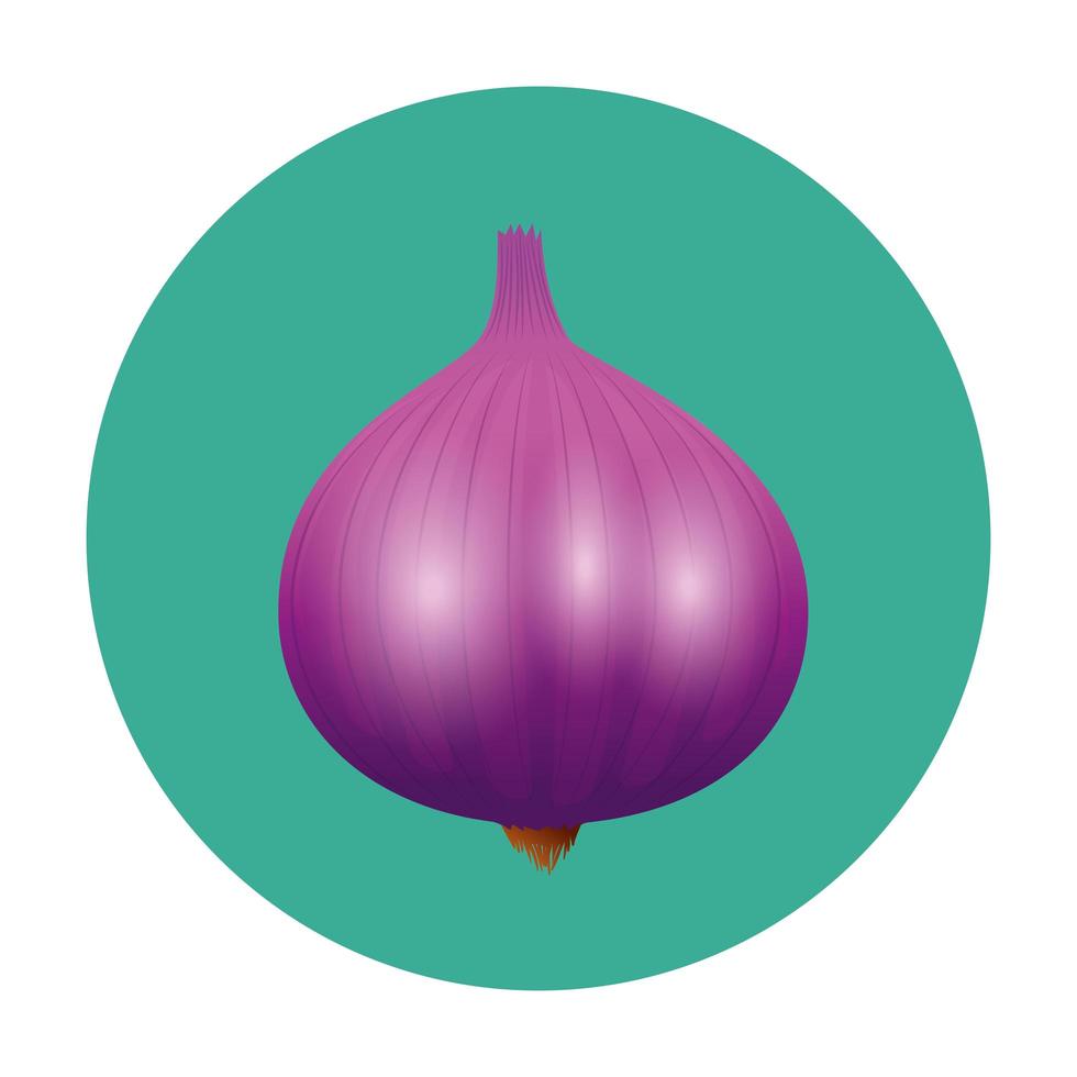 Isolated garlic vegetable vector design