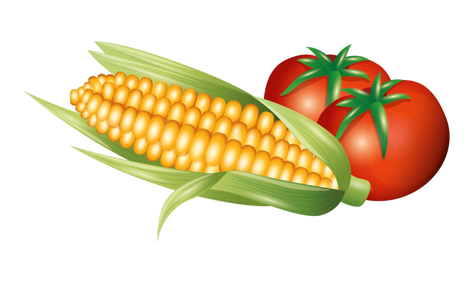 tomato and corn vegetable vector design