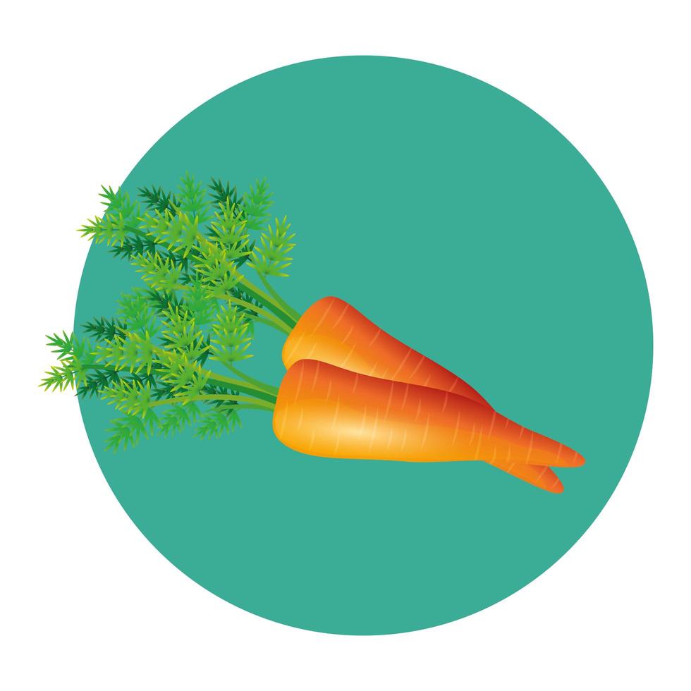 Isolated carrots vegetable vector design