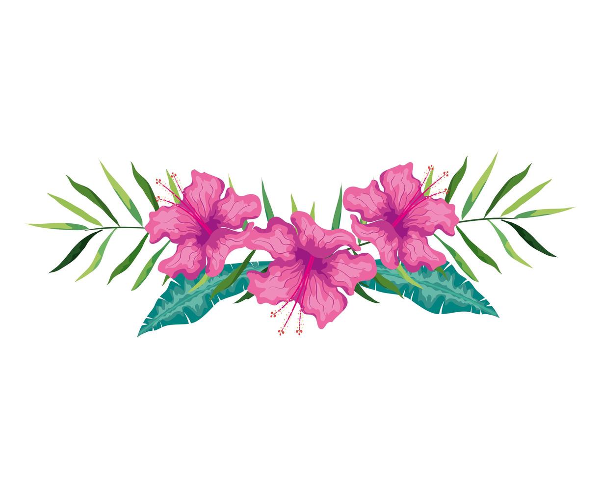 hibiscus flowers purple color with branches and leaves, tropical nature, spring summer botanical vector