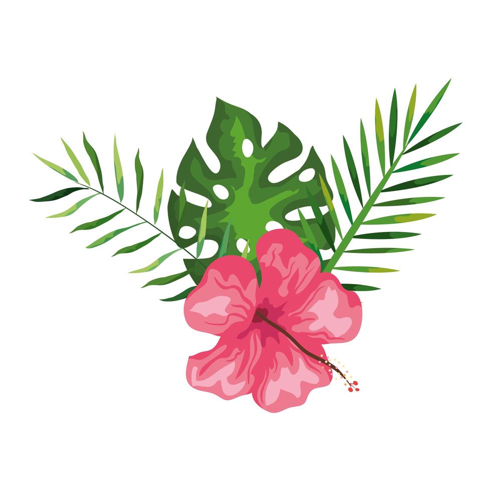 hibiscus beautiful pink color with branches and leaves, tropical nature, spring summer botanical vector