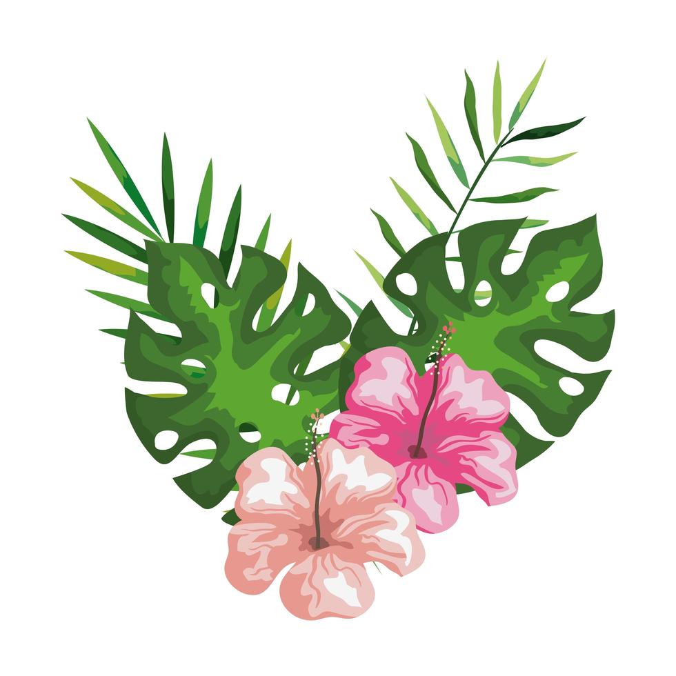 hibiscus flowers with branches and leaves, tropical nature, spring summer botanical vector