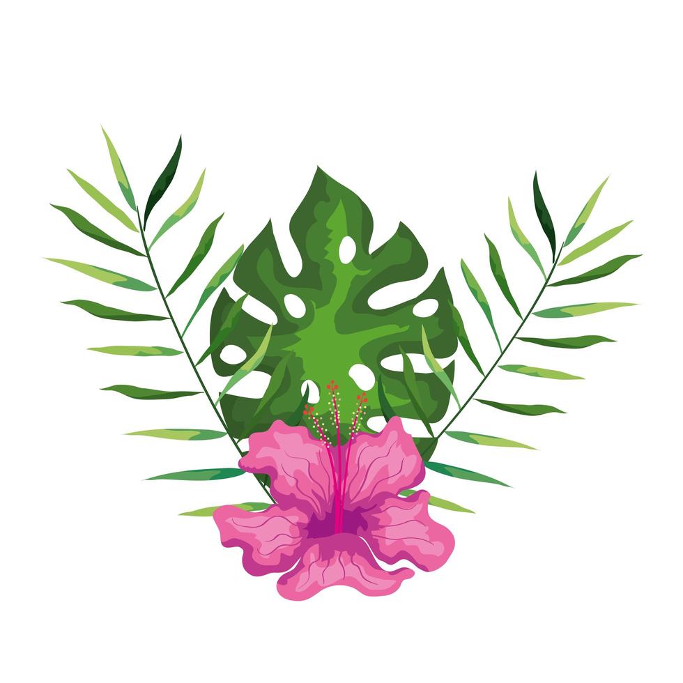 hibiscus beautiful pink color with branches and leaves, tropical nature, spring summer botanical vector