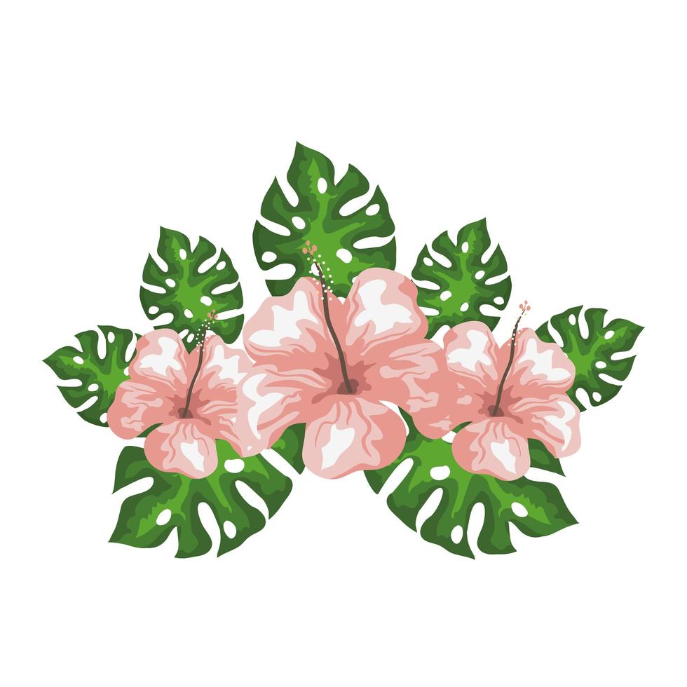 hibiscus flowers with exotic leaves, tropical nature, spring summer botanical vector