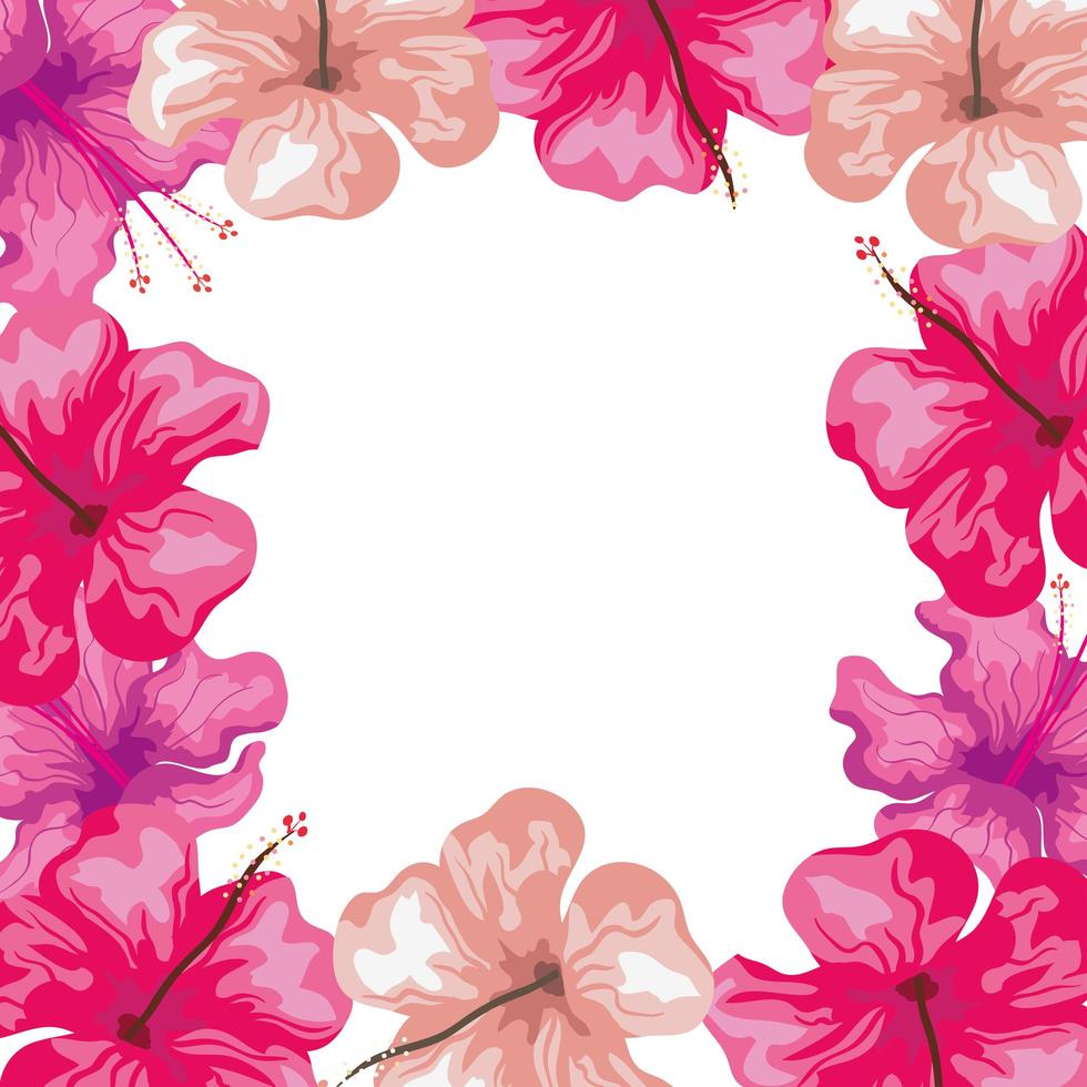 frame of hibiscus flowers pink color, tropical nature, spring summer botanical vector