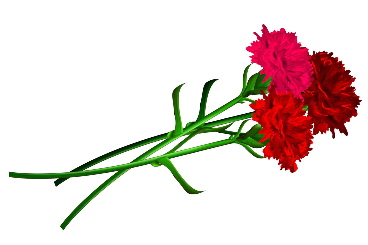 Red carnation flower isolated on white background vector