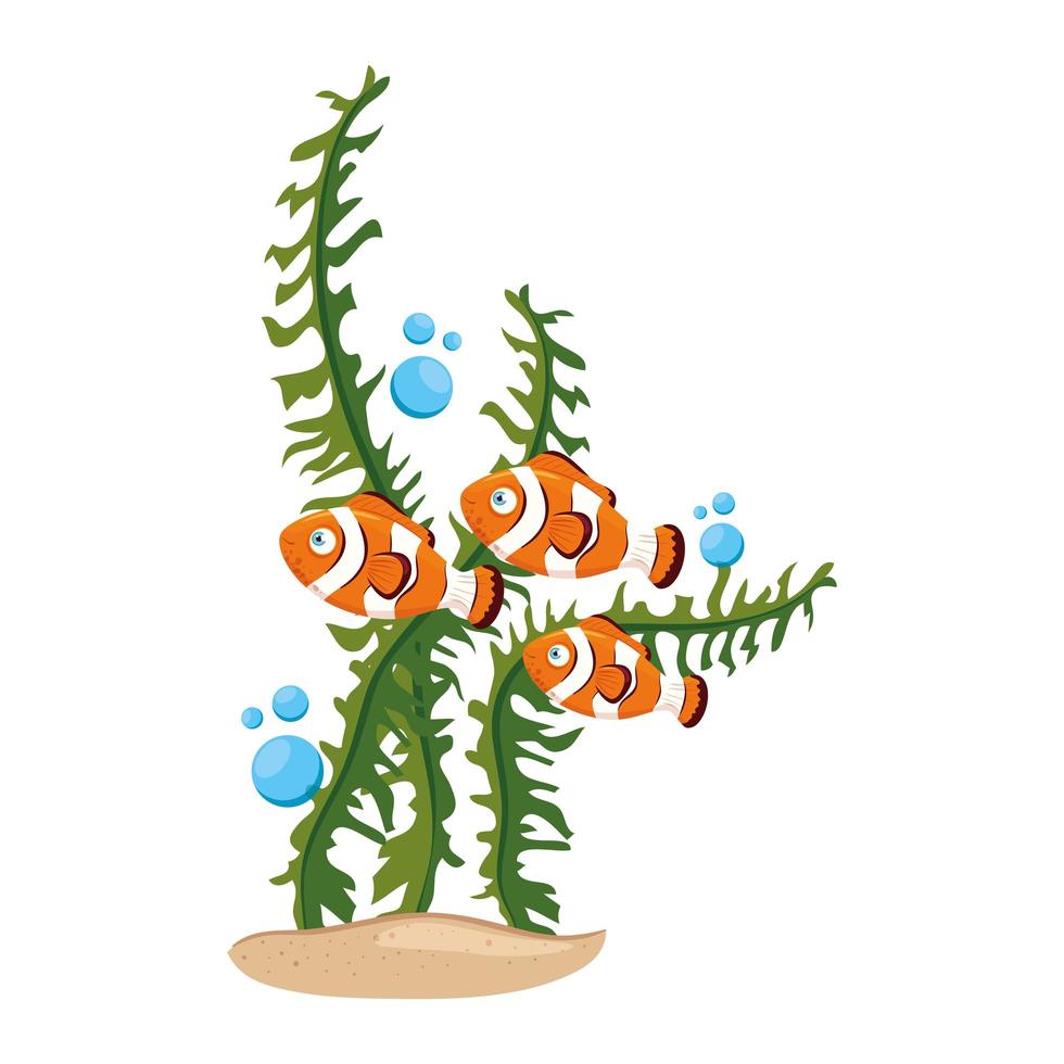 sea underwater life, anemone fishes with seaweed, clown fishes on white background vector