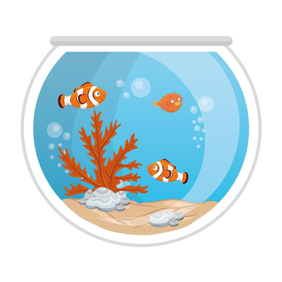 aquarium clown fishes and blowfish with water, seaweed, aquarium marine pet vector
