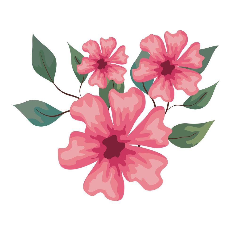 flowers pink color with branches and leaves, on white background vector