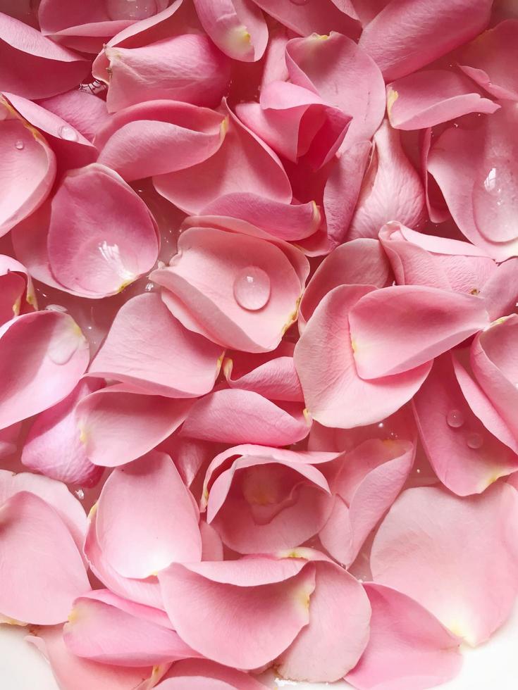 Group of pink petals photo