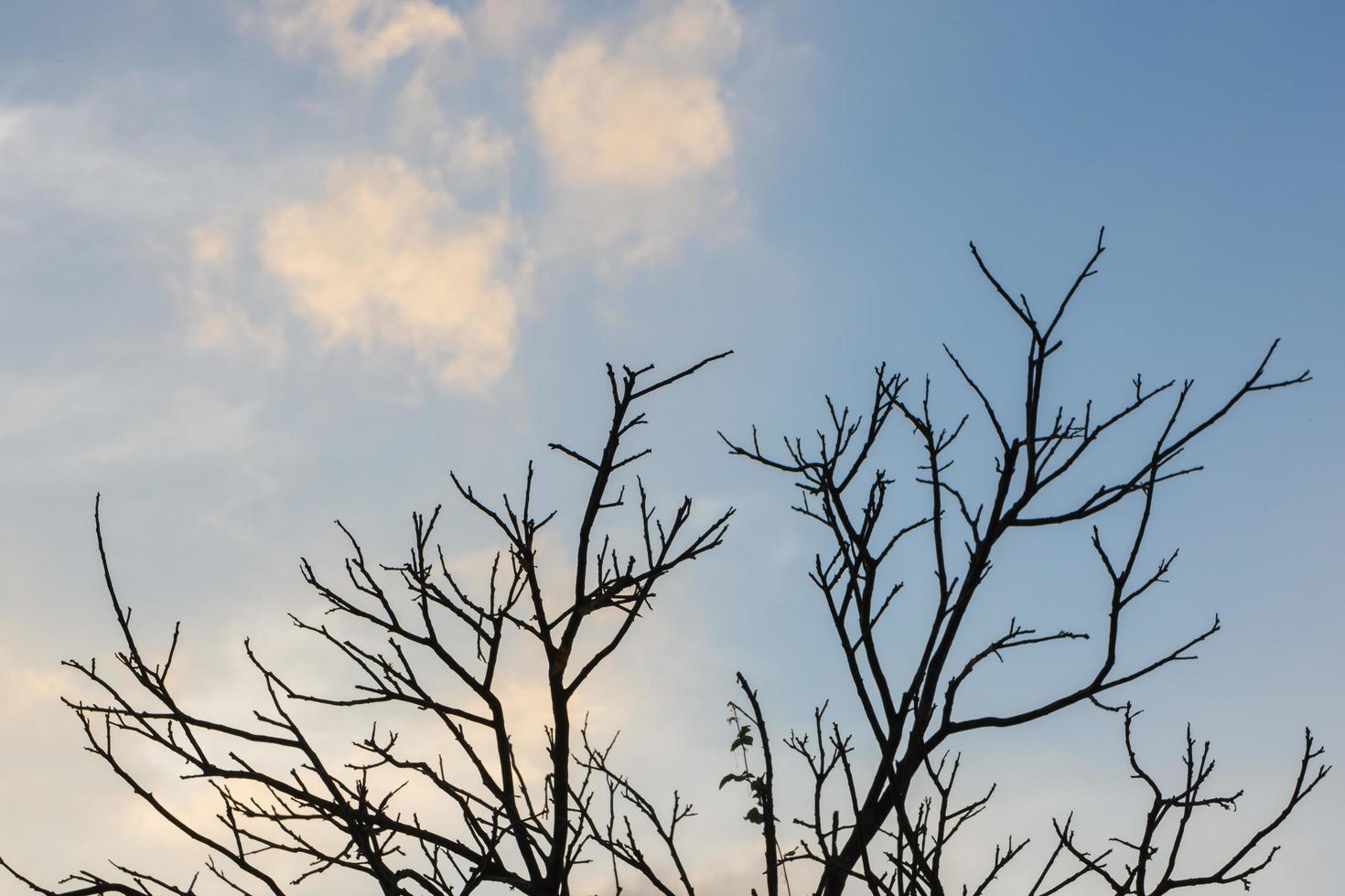 árbol seco con cielo azul foto