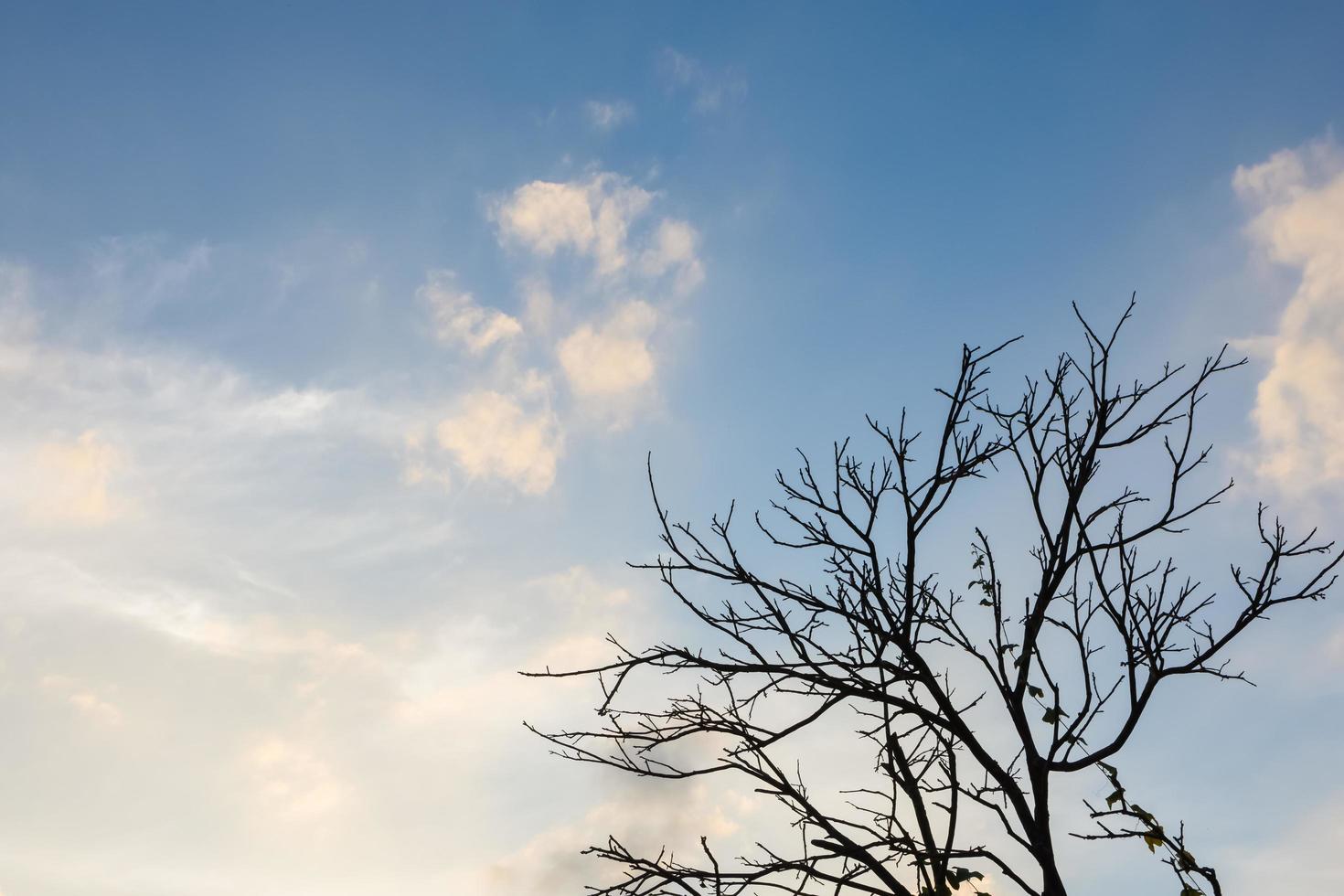 árbol seco con cielo azul foto