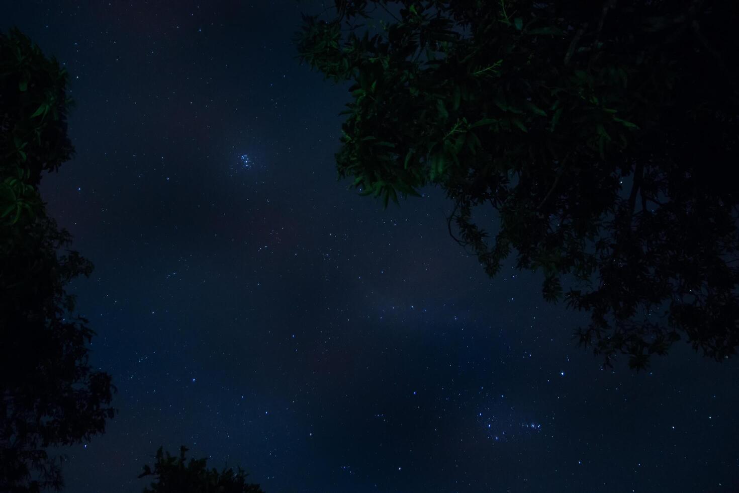 Silhouette of trees at night photo