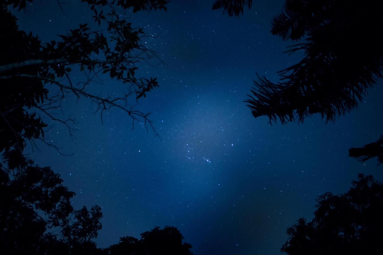 Silhouette of trees at night photo