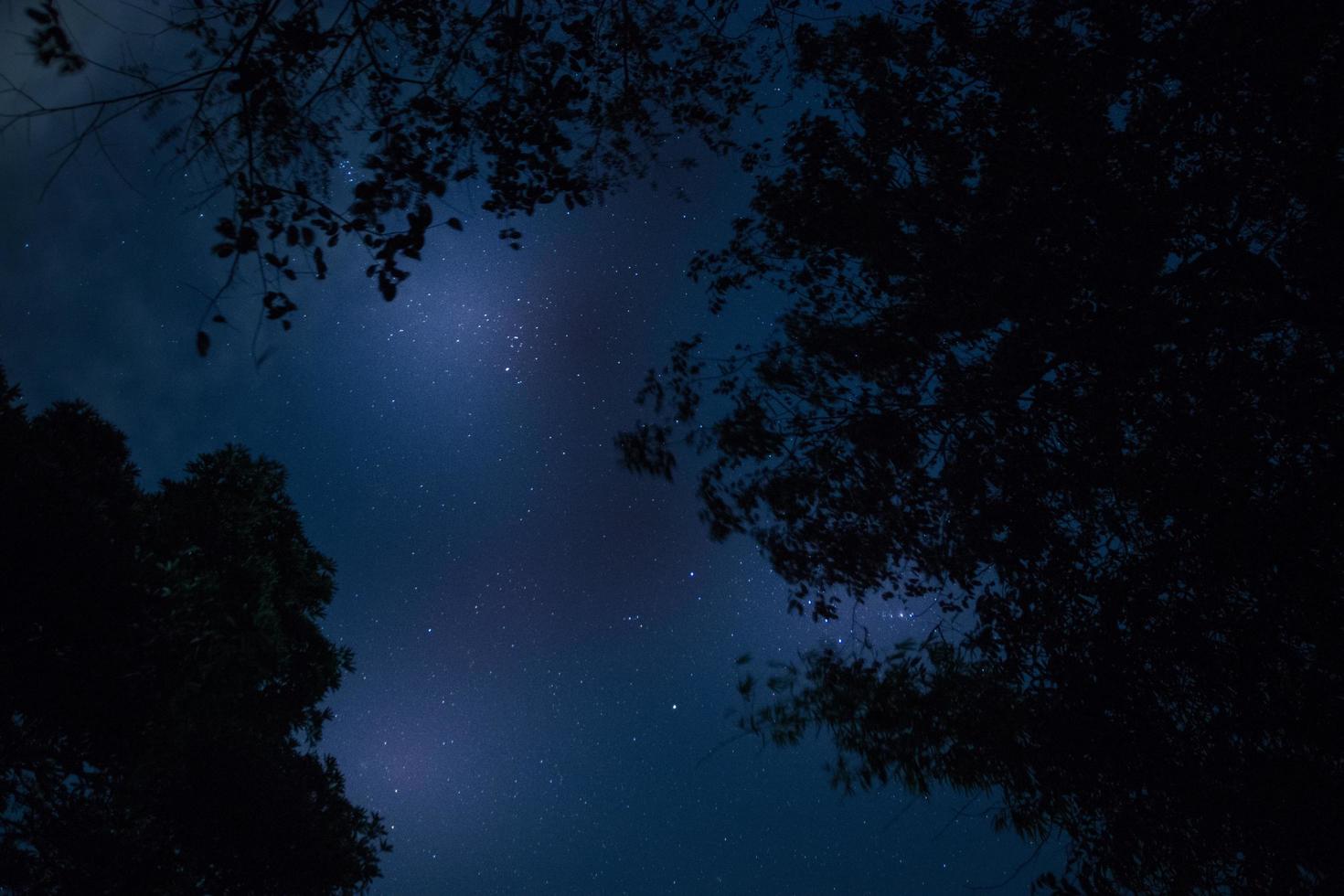 Silhouette of trees at night photo