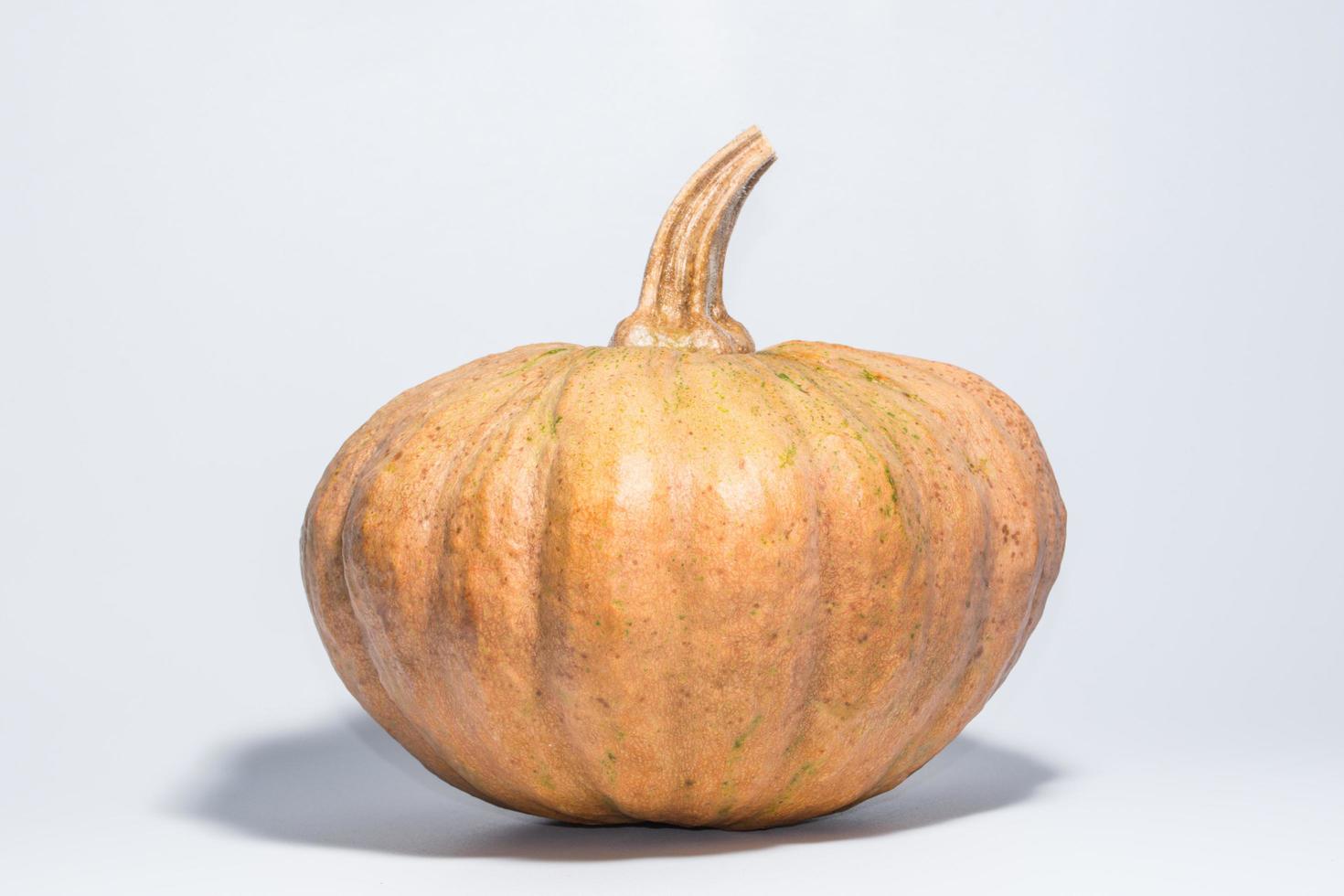 Pumpkin on White Background photo