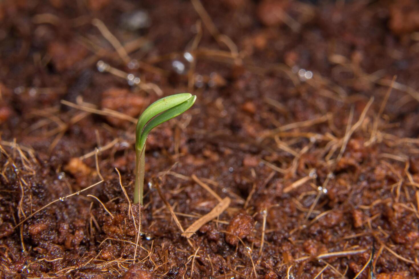 Close-up photo of a sapling