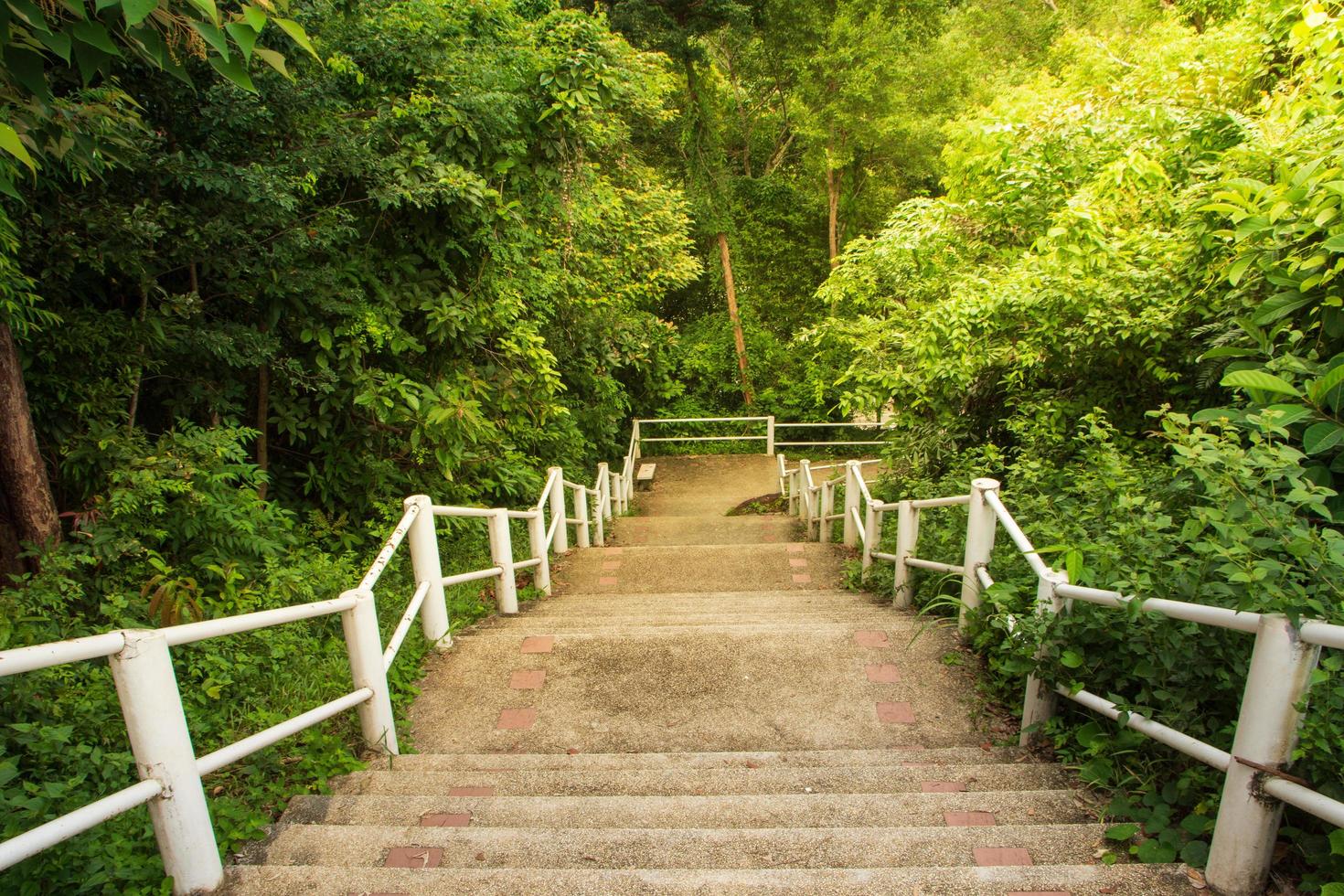 Stairs in the forest photo