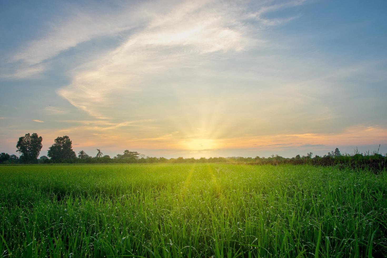 campo de arroz al amanecer foto