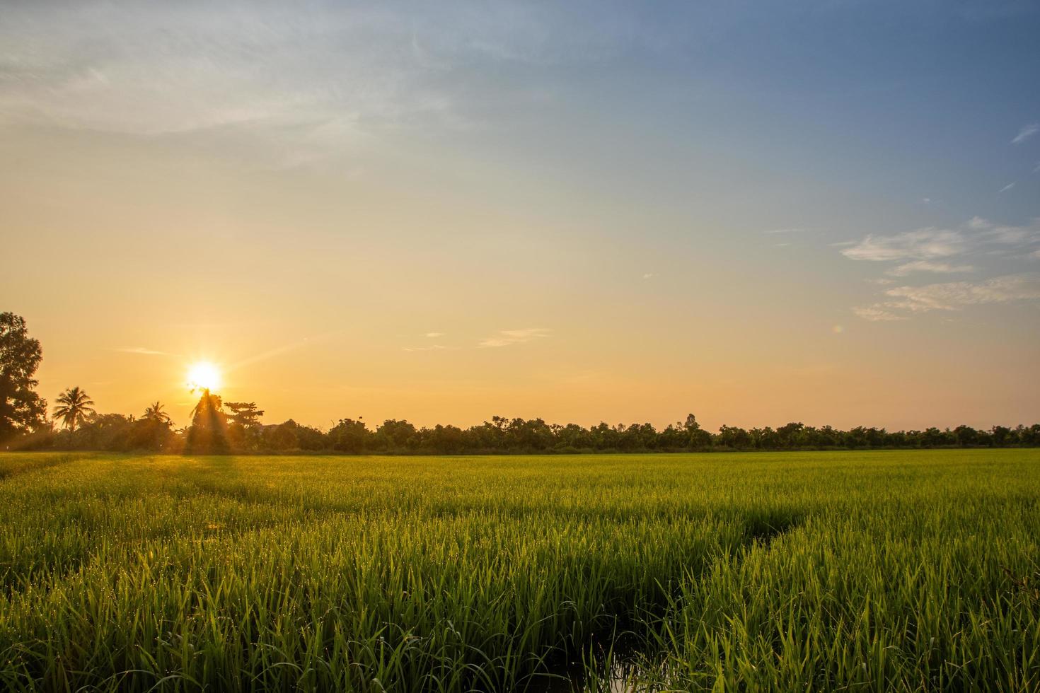 campo de arroz al amanecer foto