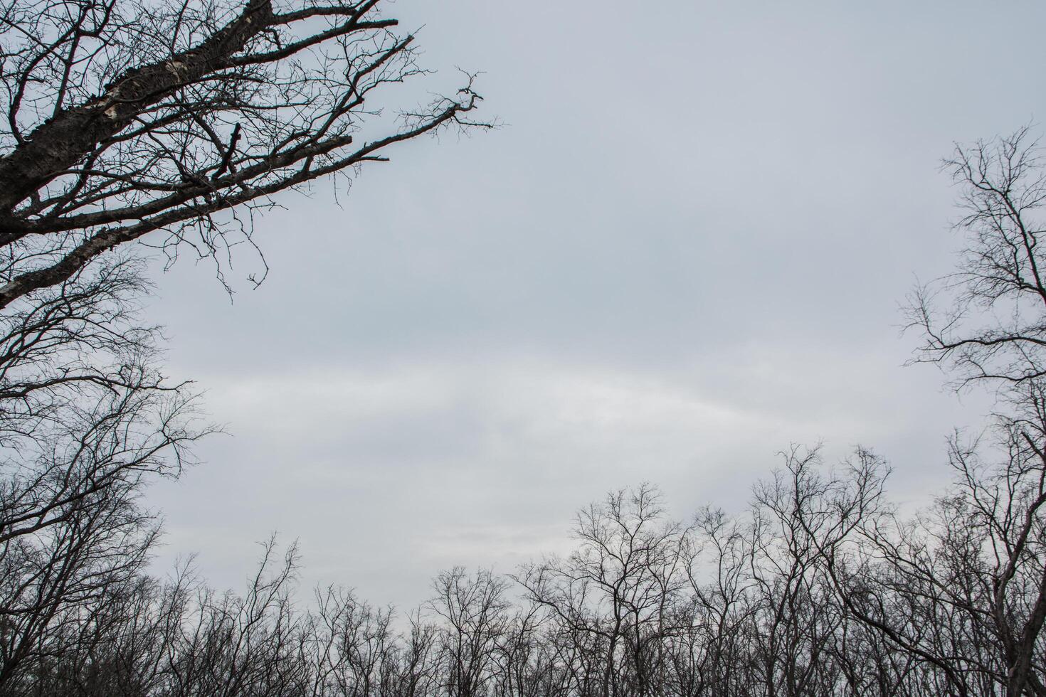 árboles secos y cielo gris foto