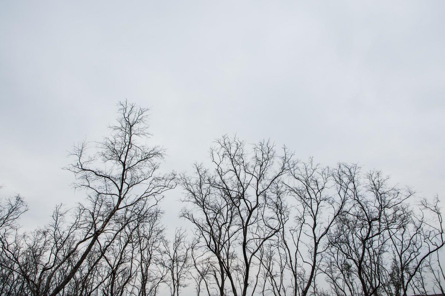 árboles secos y cielo gris foto