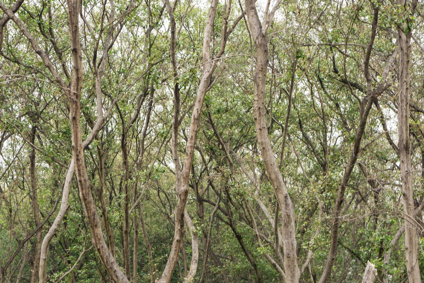 arboles en el bosque foto